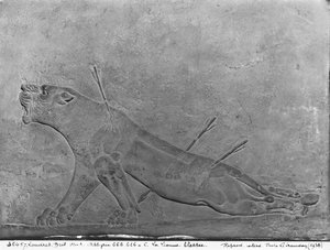 Lionne blessée, détail d