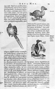 Oiseaux, 1675