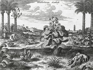 Plante de rhubarbe