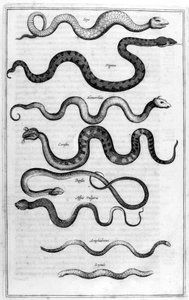 Serpents, 1675 - Athanasius Kircher