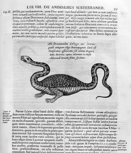 Petit dragon, 1678