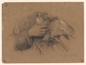 Faucon crécerelle capturé dans les mains - August Allebe