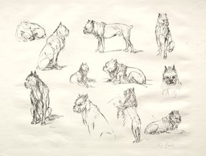 Étude de Chiens