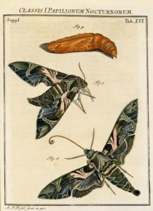 Papillon Daphnis neri / Rösel v. R. - August Johann Rösel von Rosenhof