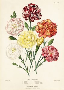 Variétés d