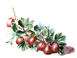 Groseilles, vers 1860