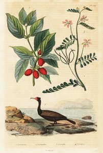 Cormoran, cornouiller mâle et vesce scorpion (gravure) - Auguste Dumenil