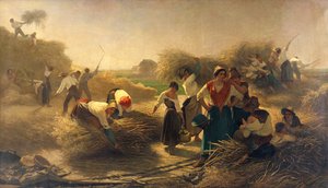 Battage du colza dans les champs de Lille