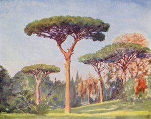 Pins rocheux, Villa Floridiana - Augustine Fitzgerald