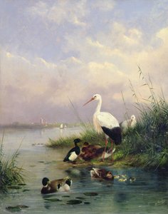 Une famille de colverts, deux cigognes et une famille de canards huppés