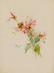 Bergamote ou Monarde, fin XIXe-début XXe siècle