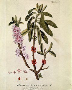 Botanique : « Bois-joli » (Bois joli) (ou Bois-gentil, Bois gentile) (Daphne mezereum) Planche tirée de « Medicinalium secundum Linnaei Digestarum » par Joseph Jacobi Plenck (1735-1807) 1788-1803 Collection privée - Austrian School