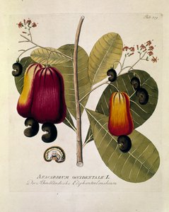 Botanique : "Noix de cajou" (Anacardium occidentale) Planche tirée de "Medicinalium secundum Linnaei digestarum" par Joseph Jacobi Plenck (1735-1807) 1788-1803 Collection privée - Austrian School