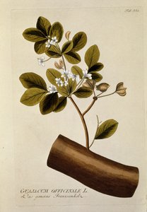 Botanique : « Guajacum officinale » Planche tirée de « Medicinalium secundum Linnaei digestarum » par Joseph Jacobi Plenck (1735-1807) 1788-1803 Collection privée