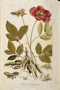 Botanique : « Pivoine officinale » (Paeonia officinalis) Planche tirée de « Medicinalium secundum Linnaei digestarum » par Joseph Jacobi Plenck (1735-1807) 1788-1803 Collection privée - Austrian School