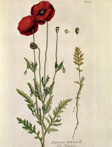 Botanique : « Coquelicot rouge » (Papaver rhoeas) Planche tirée de « Medicinalium secundum Linnaei Digestarum » par Joseph Jacobi Plenck (1735-1807) 1788-1803 Collection privée
