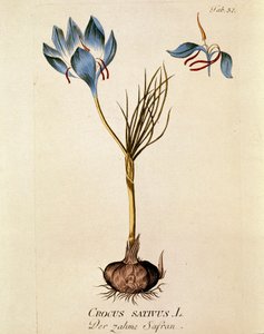 Botanique : Safran (Crocus sativum) Planche tirée de « Medicinalium secundum Linnaei digestarum » par Joseph Jacobi Plenck (1735-1807) 1788-1803 Collection privée