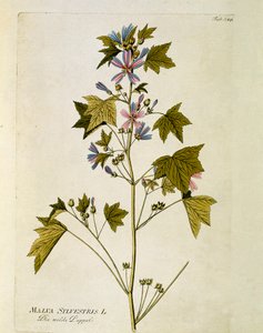 Botanique : « grande mauve » (Malva sylvestris) Planche tirée de « Medicinalium secundum Linnaei digestarum » par Joseph Jacobi Plenck (1735-1807) 1788-1803 Collection privée - Austrian School