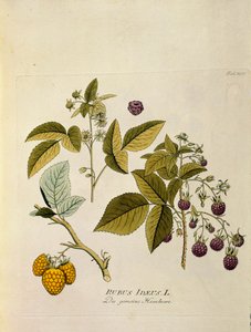 Botanique : Framboisier (Rubus idaeus) Planche tirée de « Medicinalium secundum Linnaei digestarum » par Joseph Jacobi Plenck (1735-1807) 1788-1803 Collection privée - Austrian School