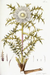 Carlina Simplex
