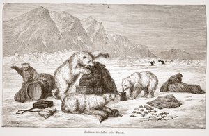 Les ours polaires attaquent nos bagages, pub. Vienne 1876 (gravure)