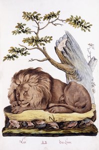Lion, 1794 - Austrian School