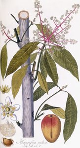 Mangifera indica - Austrian School