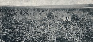 Plantation de manioc, 1895