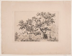 Le chêne royal - Axel Schovelin