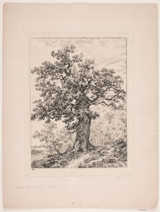 Le chêne de Niels Ebbesen. Forêt de Gyllingnæs - Axel Schovelin