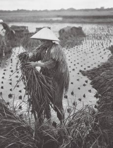 Japon : Récolte de riz près de Niigata - Axel von Graefe