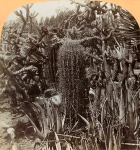 Jardin de cactus, Cragin Place, Lake Worth, Floride, vers 1900 - B. L. Singley