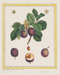 Prune de Damas