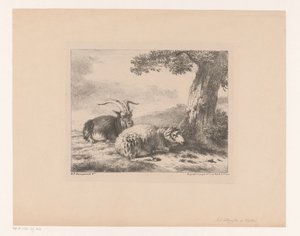 Bouc et mouton