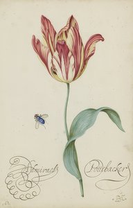 Étude d