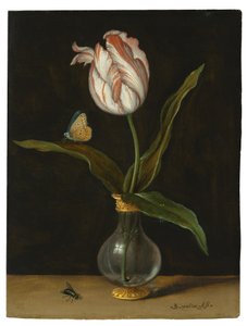 La tulipe 