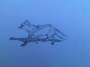 Renard - Barbara Hoogeweegen