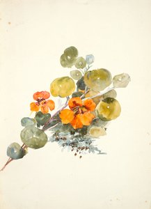 Capucines