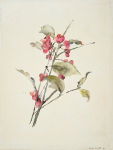 Fleurs roses - Barbara Leigh Smith Bodichon