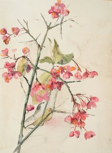 Fleurs roses