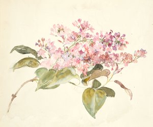 Fleurs roses