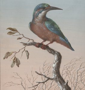 Martin-pêcheur - Barbara Regina Dietzsch