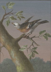 Bruant des neiges - Barbara Regina Dietzsch