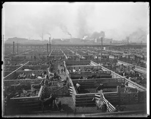 Parcs à bestiaux aux Union Stock Yards, Chicago, Illinois, USA, c.1900 - Barnes and Crosby