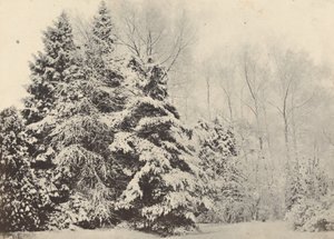 Paysage de sapins sous la neige - Baron A. Fays