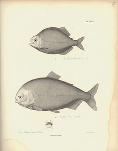 Characidae, Pl. XLVII, gravé sur acier par Coutant d
