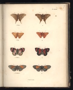 Lépidoptères, Pl. XXXVII, illustration de 