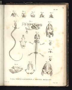 Sceleta Strenis Lacertinae et Protei Mexicani, planche XIV, Ostéologie de la sirénomélie et de l