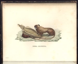 Simia leonina, Pl.V, illustration de Beobachtungen aus der Zoologie und Vergleichenden Anatomie gesammelt auf einer Reise nach den Tropen-Ländern des neuen Kontinents, in den Jahren 1799, 1800, 18 - Baron Friedrich Alexander von Humboldt