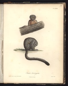 Simia trivirgata, Pl.XXVIII, gravure en acier par Louis Bouquet d